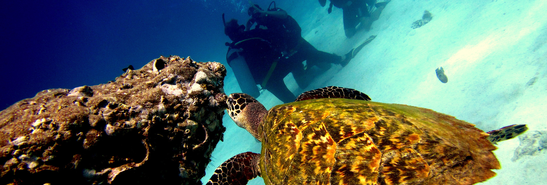 VIP Snorkeling