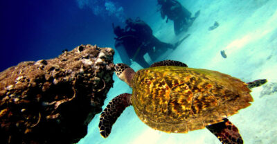 Koh Tao Speedboat Snorkeling Tour