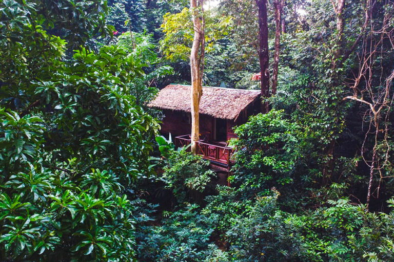 Our Jungle House