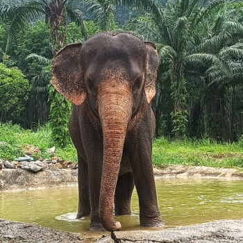 Ethical Elephant Green Sanctuary Krabi