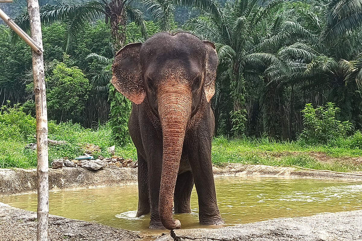 Ethical Elephant Green Sanctuary Krabi