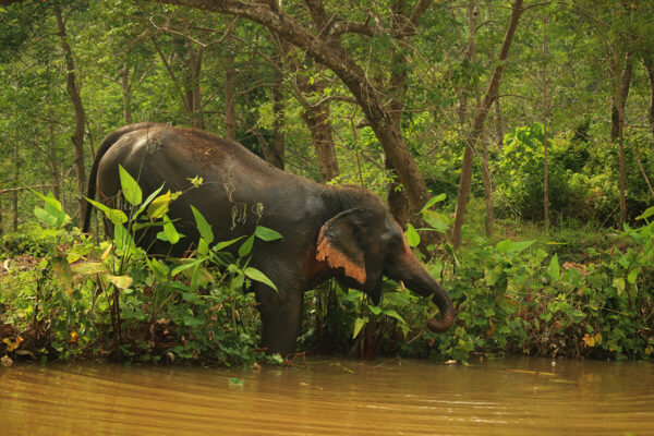 Phuket Hidden Forest Elephant Sanctuary - Image 2