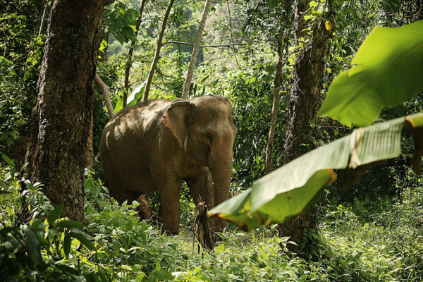 Phuket Hidden Forest Elephant Sanctuary - Image 3