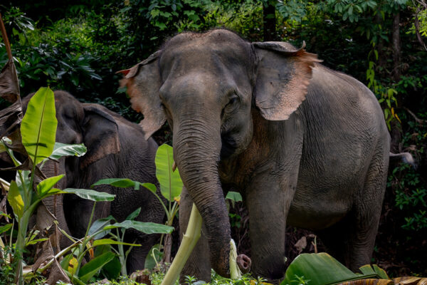 Phuket Hidden Forest Elephant Sanctuary - Image 4