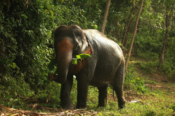 Phuket Hidden Forest Elephant Sanctuary - Image 5