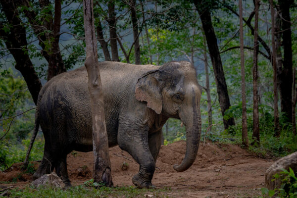 Phuket Hidden Forest Elephant Sanctuary - Image 7