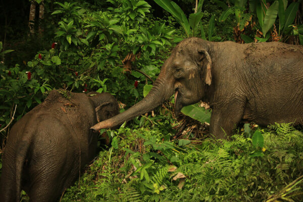 Phuket Hidden Forest Elephant Sanctuary - Image 8