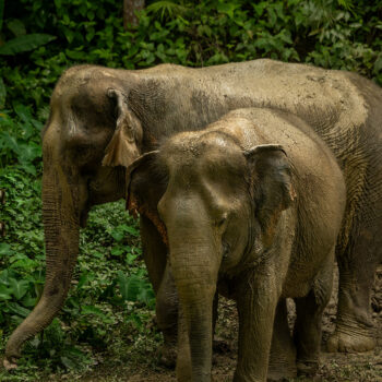 Phuket Hidden Forest Elephant Sanctuary