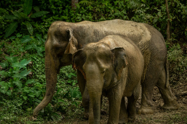 Phuket Hidden Forest Elephant Sanctuary